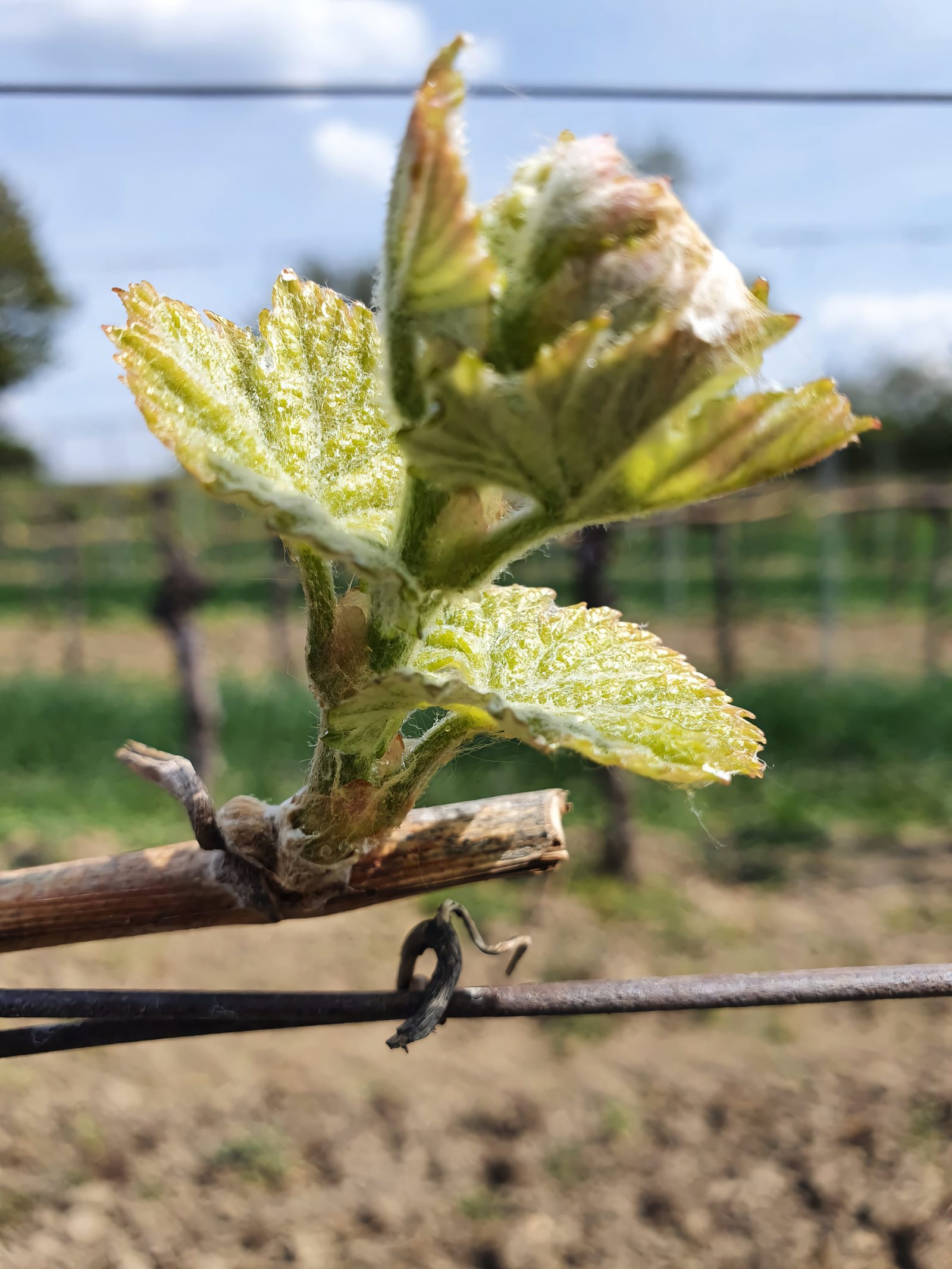 Austrieb im Frühling