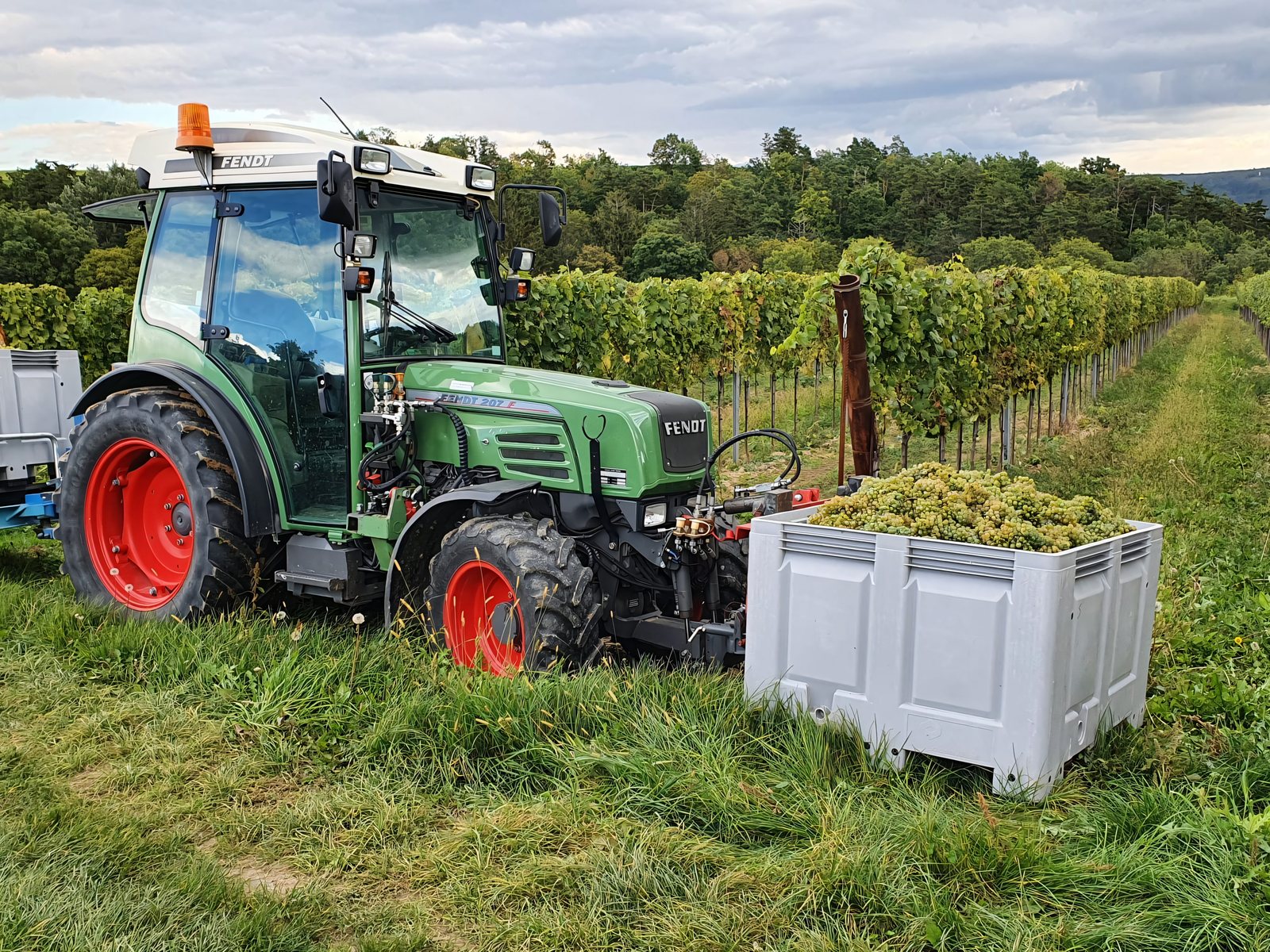 Traktor mit Lesebehälter voller Trauben im Weingarten