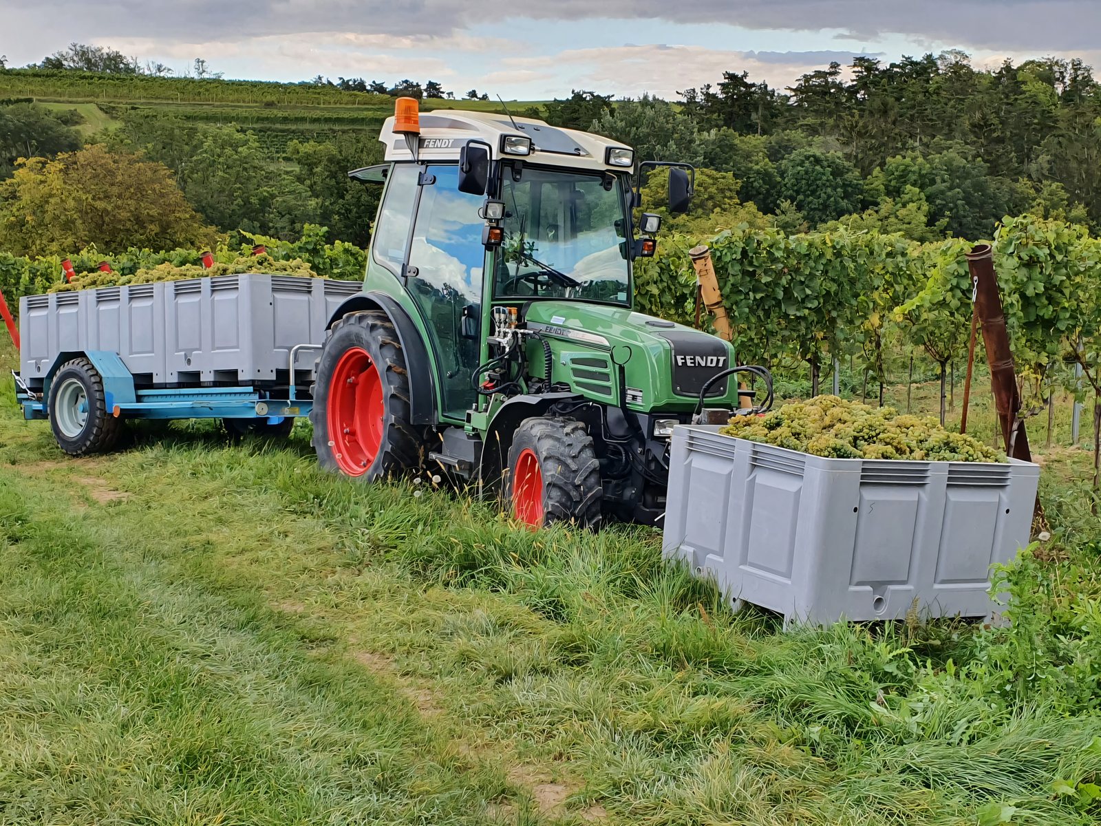 Weinlese: Traktor und Lesebehälter voller Trauben