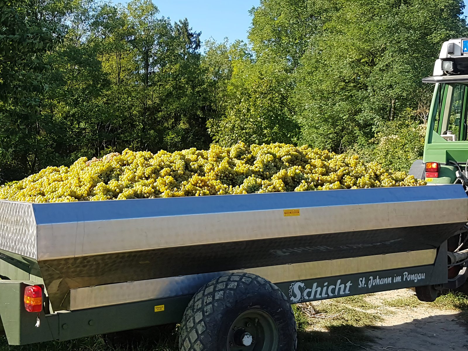 Lesewagen voller frisch gelesener weißer Trauben