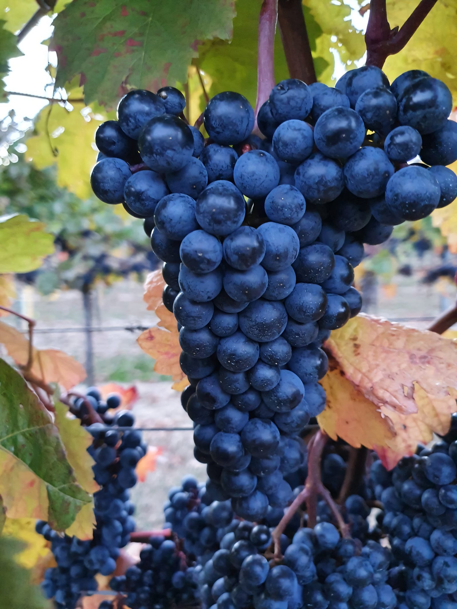 Blaue Trauben kurz vor der Lese