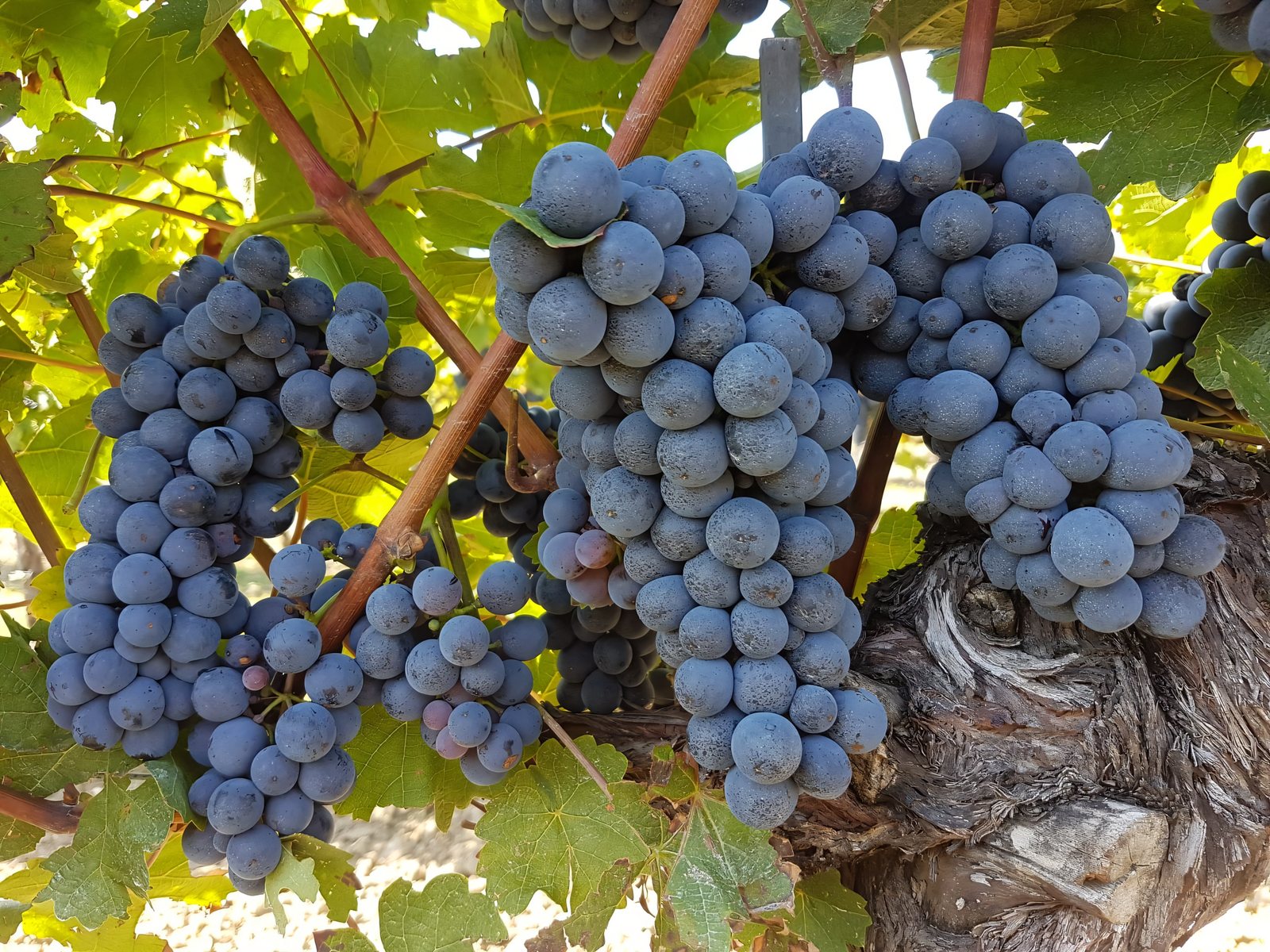Blaue Trauben am Rebstock