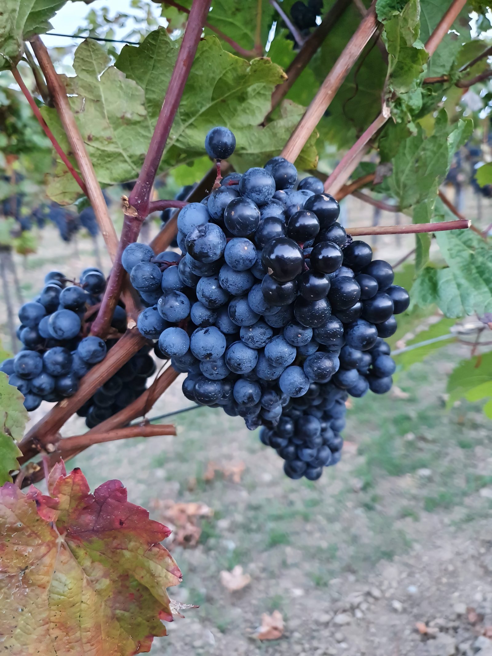 Blaue Trauben im Herbstlaub