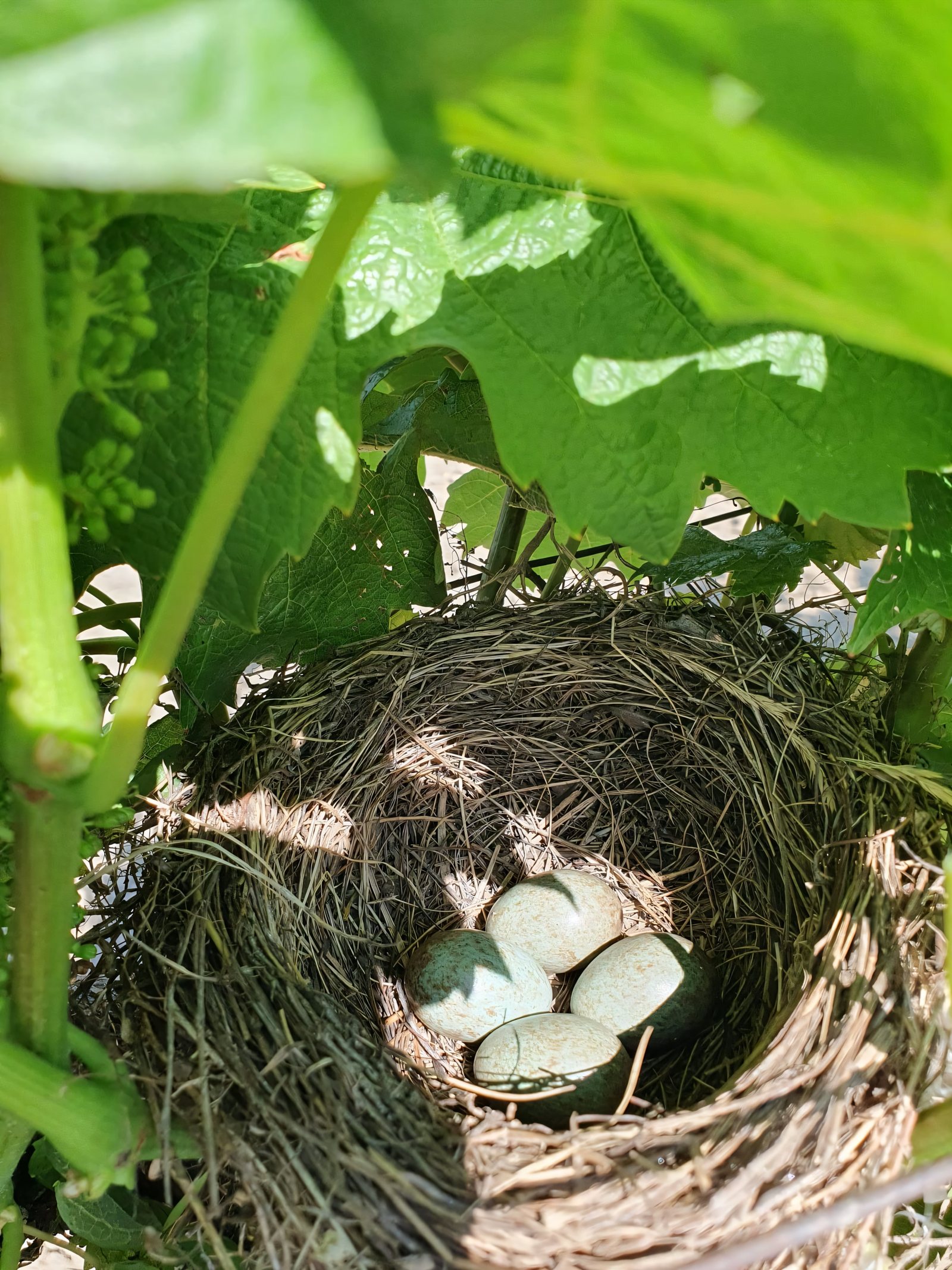 Vogelnest mit Eiern zwischen den Reben