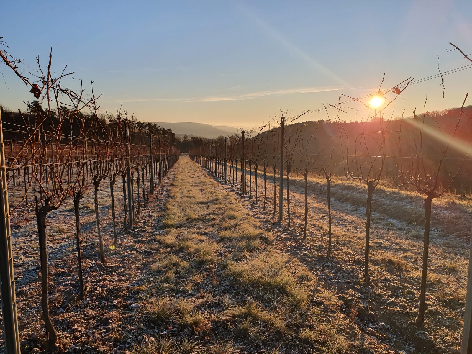 Kahle Rebzeilen in der Wintersonne