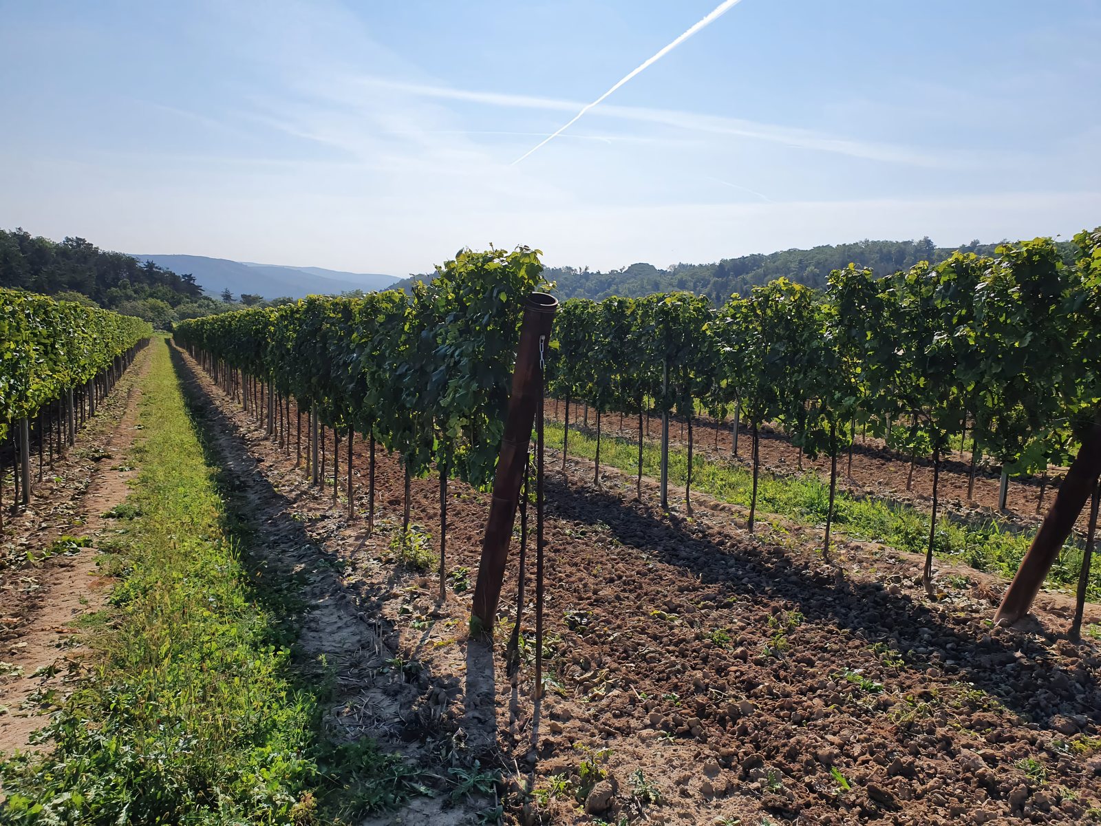Rebzeilen im Frühling