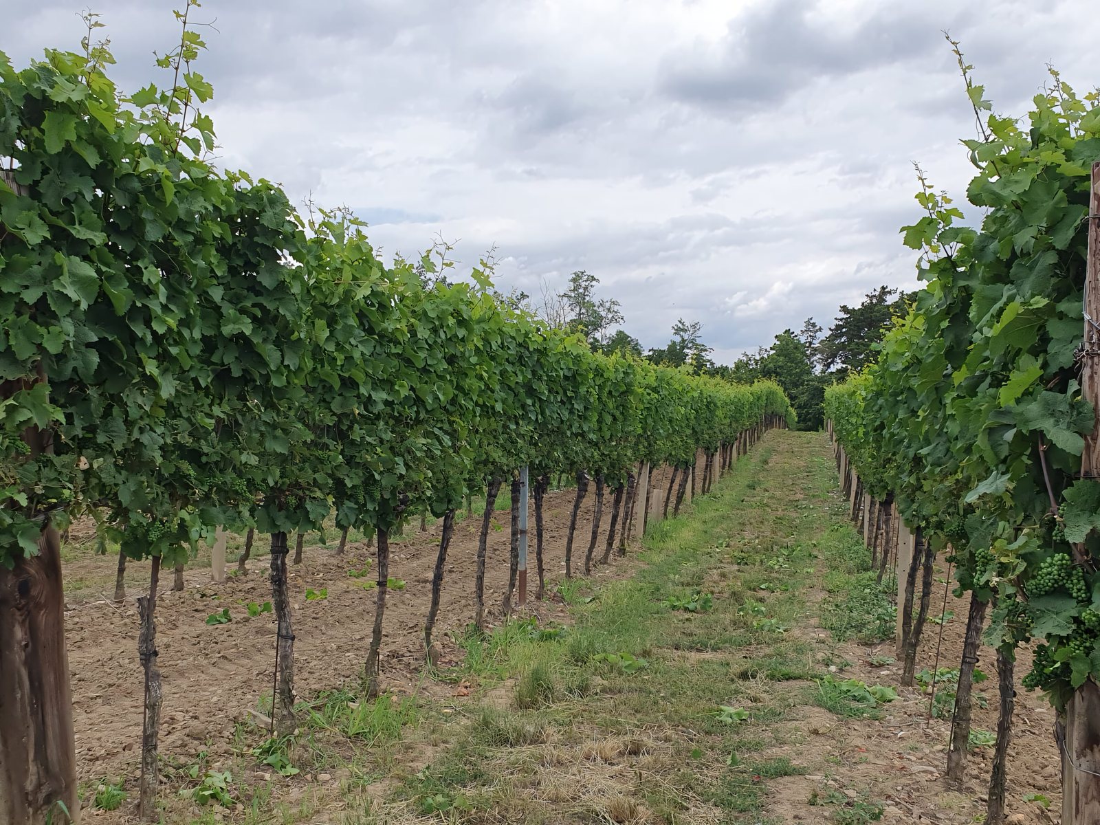 Rebzeilen im Sommer